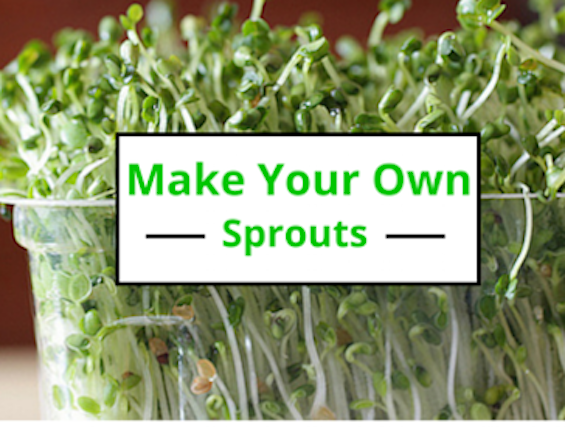Make Your Own Sprouts